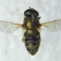 Merodon nanus