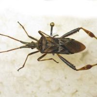 Leptoglossus occidentalis
