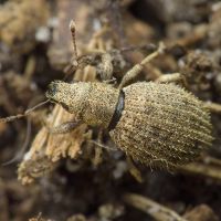 Sciaphilus asperatus