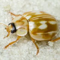 Myzia oblongoguttata