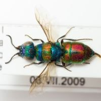 Chrysis grohmanni