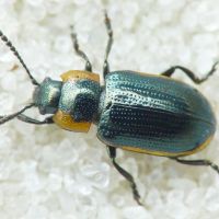 Prasocuris (Hydrothassa) marginella