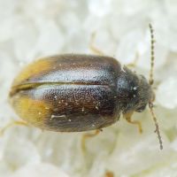 Cyphon padi