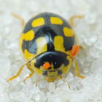 Propylea quatuordecimpunctata
