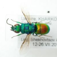 Chrysididae