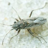 Ortholomus punctipennis