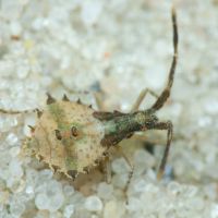 Syromastus rhombeus