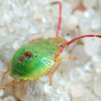 Acanthosoma haemorrhoidale