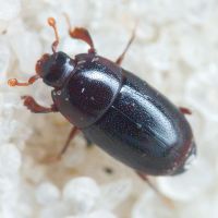 Paromalus parallelepipedus