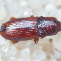 Cerylon