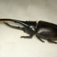 Dynastes hercules