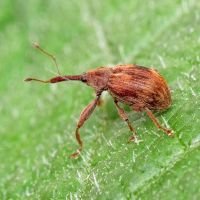 Anthonomus (Furcipus) rectirostris