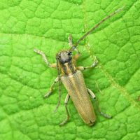 Phytoecia nigricornis