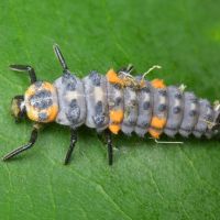 Coccinella septempunctata