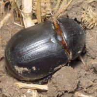 Pentodon idiota