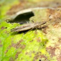 Berytinus (Lizinus) crassipes