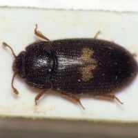 Biphyllus lunatus