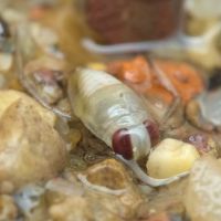 Corixidae