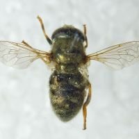 Merodon nanus