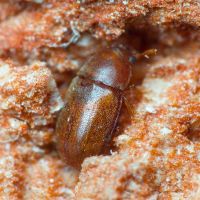 Pentaphyllus testaceus