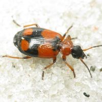 Lebia cruxminor