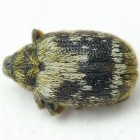 Orchestes hortorum