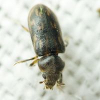 Heterocerus fenestratus