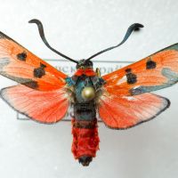 Zygaena laeta