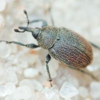 Rhinusa tetra