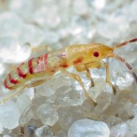 Brachyplax tenuis