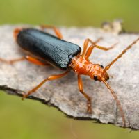 Rhamnusium bicolor