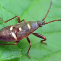 Gastrodes grossipes
