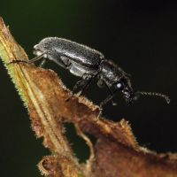 Nemonyx lepturoides