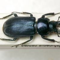 Platycerus caprea