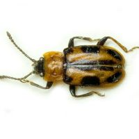 Ancylopus pictus