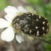 Tropinota hirta