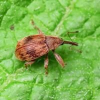 Anthonomus (Furcipus) rectirostris