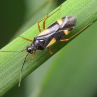 Dryophilocoris flavoquadrimaculatus