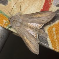 Cucullia umbratica