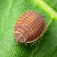 Platynaspis luteorubra