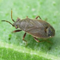 Stygnocoris rusticus