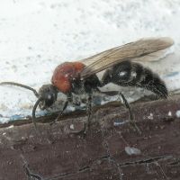 Smicromyrme rufipes