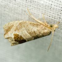 Notocelia uddmanniana