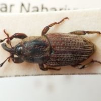Sphenophorus meridionalis