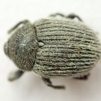 Cleopomiarus