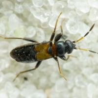 Ischnocoris hemipterus