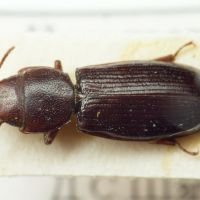Tenebroides mauritanicus
