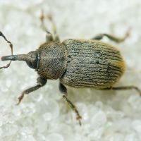 Rhinusa collina