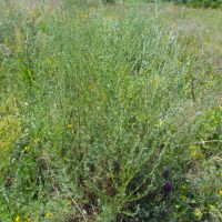 Artemisia