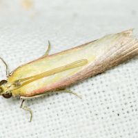 Oncocera (Alophia) semirubella